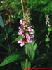 Stachys officinalis